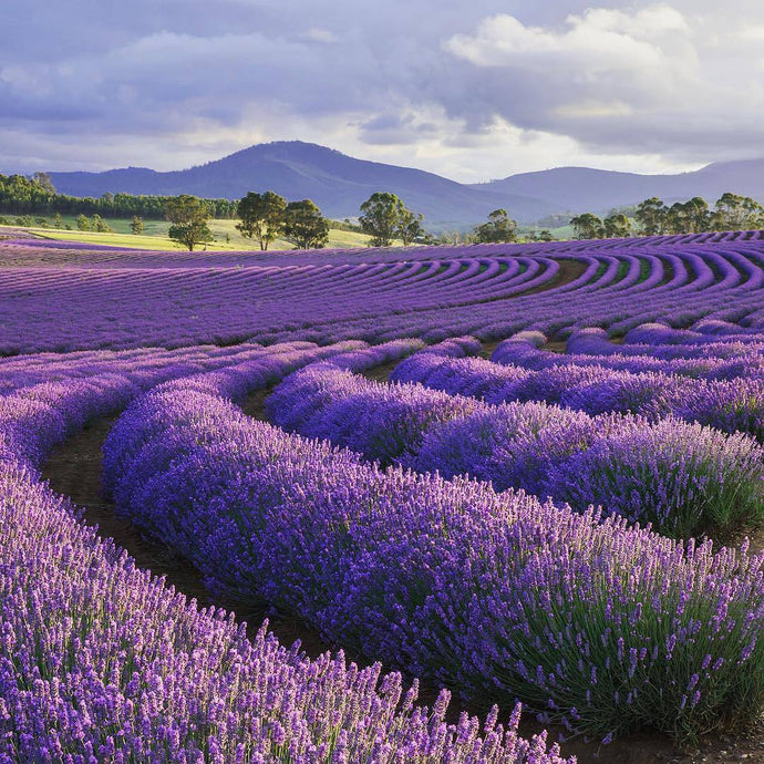 15 Ways Lavender Will Change Your Life