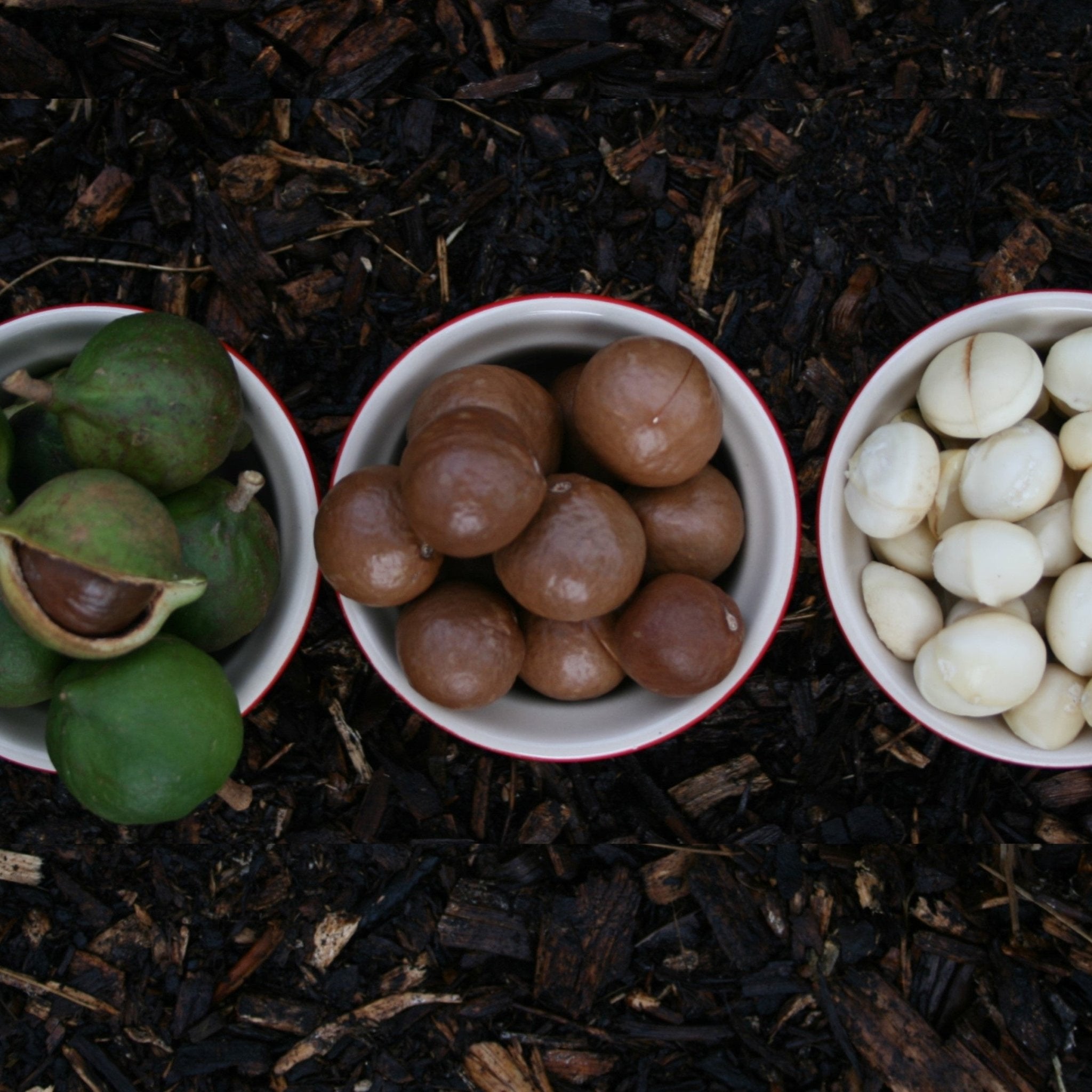 4 Benefits of Macadamia Oil for your Skin - Kadee Botanicals