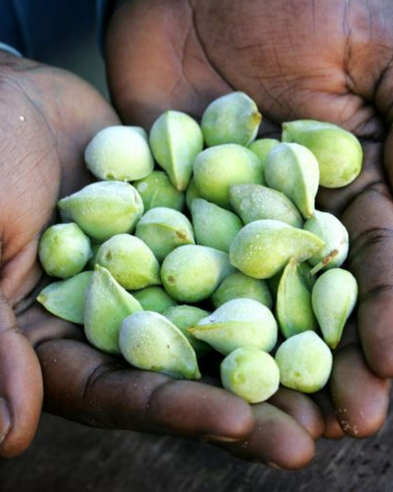 The Remarkable Benefits of Kakadu Plum: Australia's Superfruit Powerhouse
