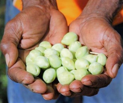 Gubinge (Kakadu Plum) – a Remote and Wild Harvest