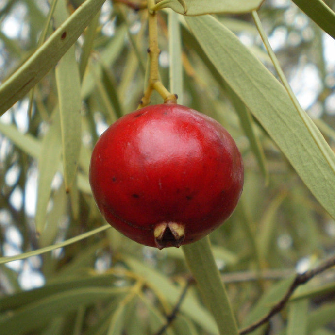 Why Quandongs are the natural skincare alternative to Alpha Hydroxy Acid